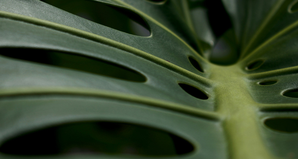 Backlit tropical leaf in the Peruvian Amazon