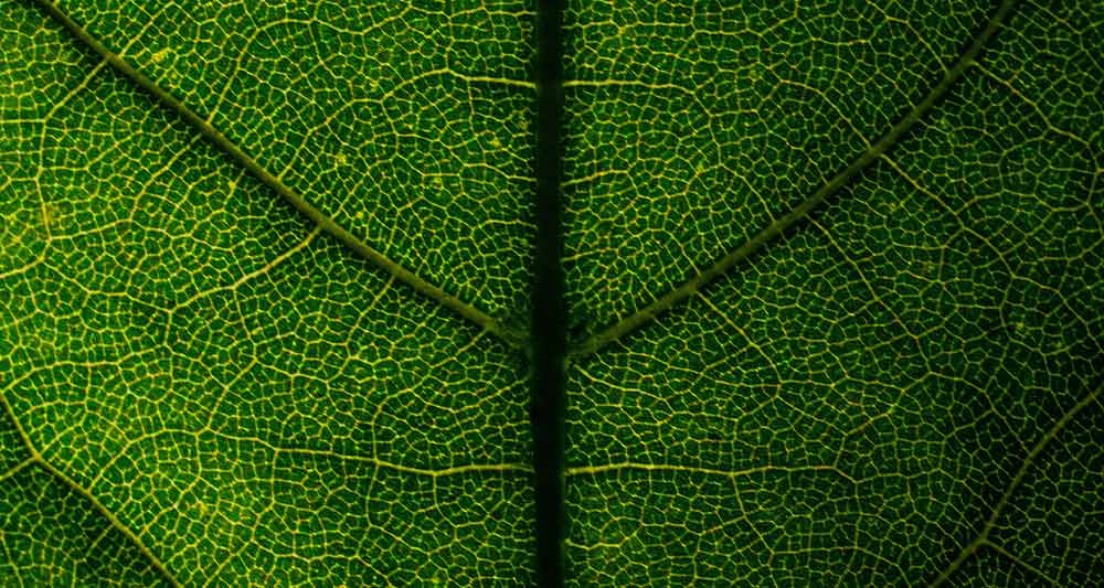 Tropical leaves illuminated in the rainforest