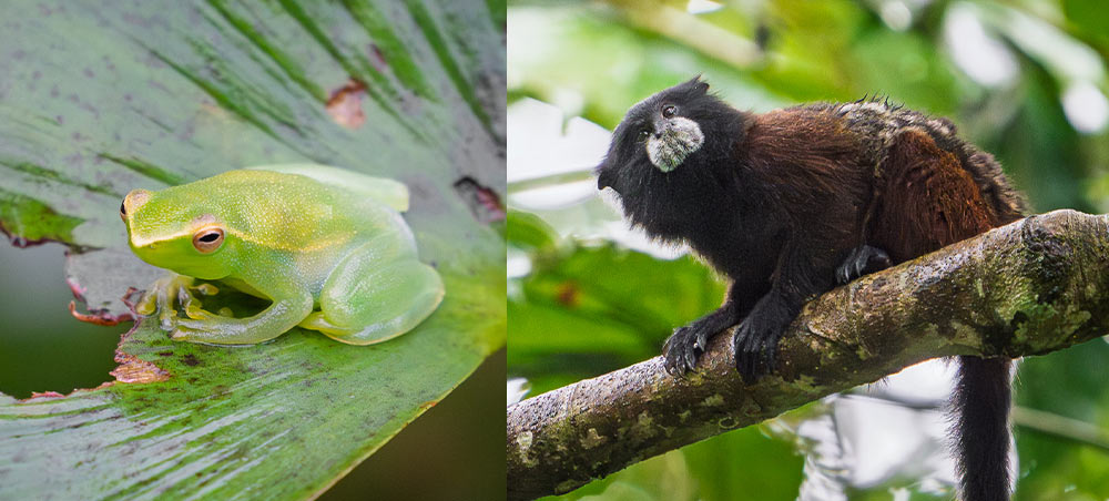 Monkey frog resting on a leaf in the Peruvian Amazon rainforest
