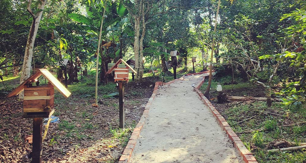Traditional melipona hive opened for sustainable bee conservation