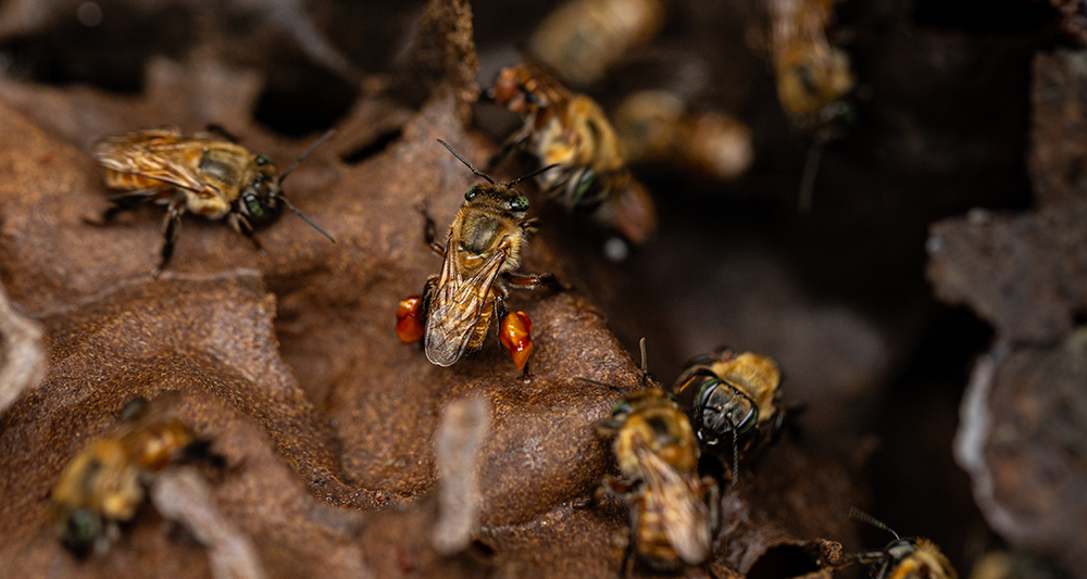 Stingless Bees of the Peruvian Amazon: Inside Bee Queen Coin