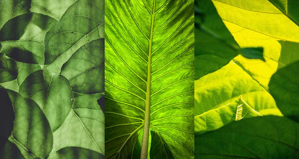 Textures and plant life of the Amazon rainforest