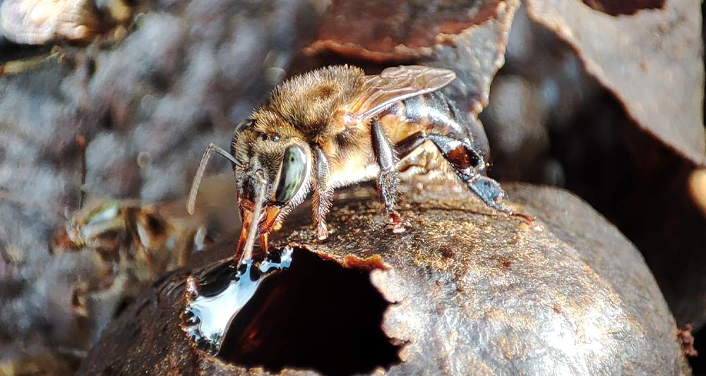 Close-up of stingless bees inside a melipona nest in Peru