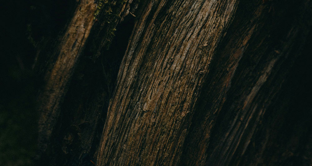 Ancient wood textures in a rainforest ecosystem