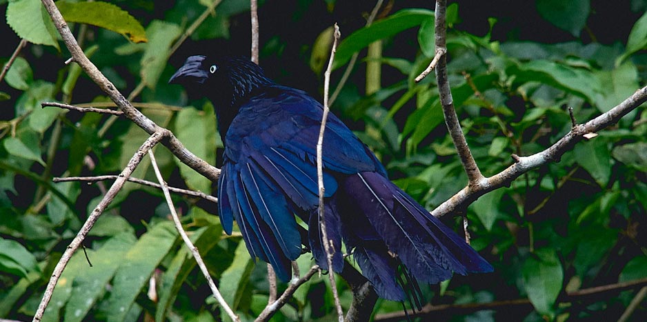 Greater Ani in dense Amazon vegetation