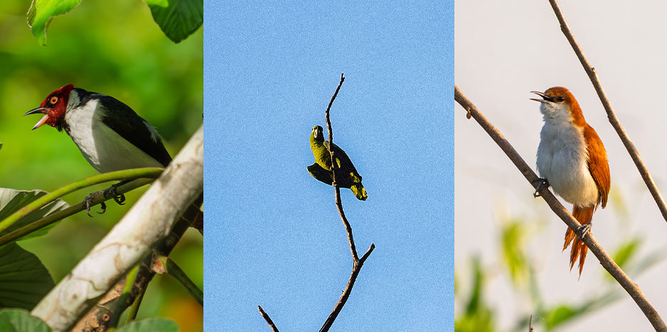 Diverse bird species of the Peruvian Amazon ecosystem