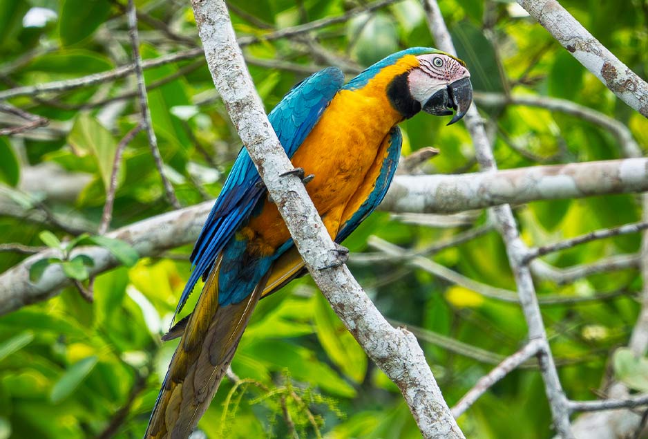 Blue and gold macaw in the Amazon rainforest