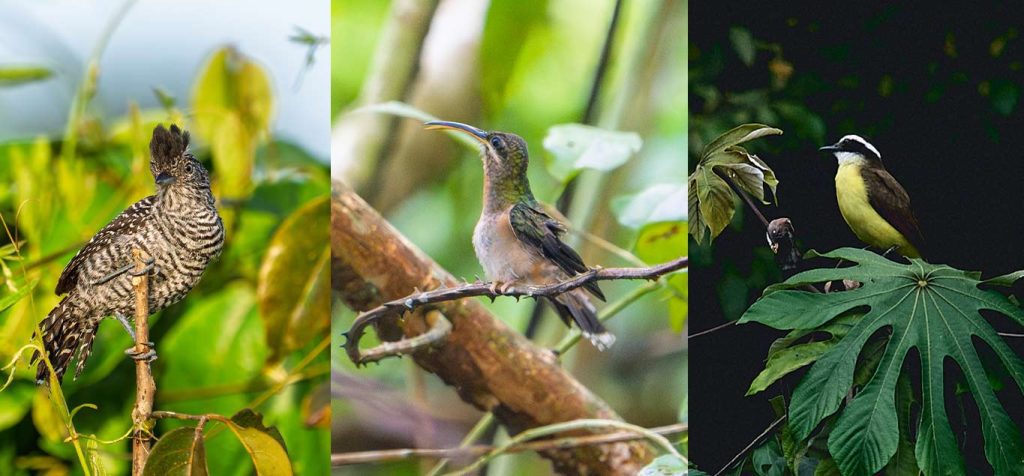 Variety of Amazon bird species observed during slow birdwatching moments