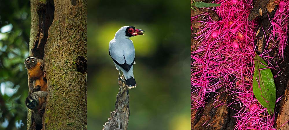 Wildlife, river landscapes and Amazon rainforest scenes in the Peruvian Amazon aboard Delfín.