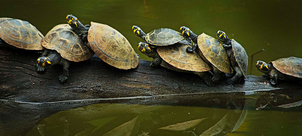 Yellow-spotted river turtles resting on a log in the Peruvian Amazon