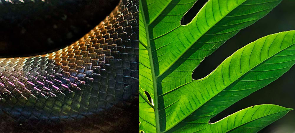 Close-up of Amazon snake scales and rainforest foliage.