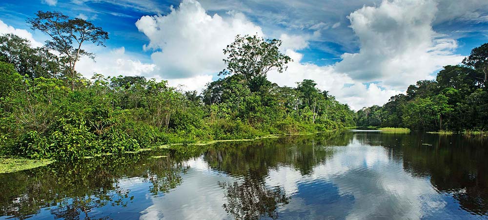 Calm river surrounded by lush rainforest in the Peruvian Amazon