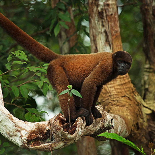 The Amazon according to Walter Wust