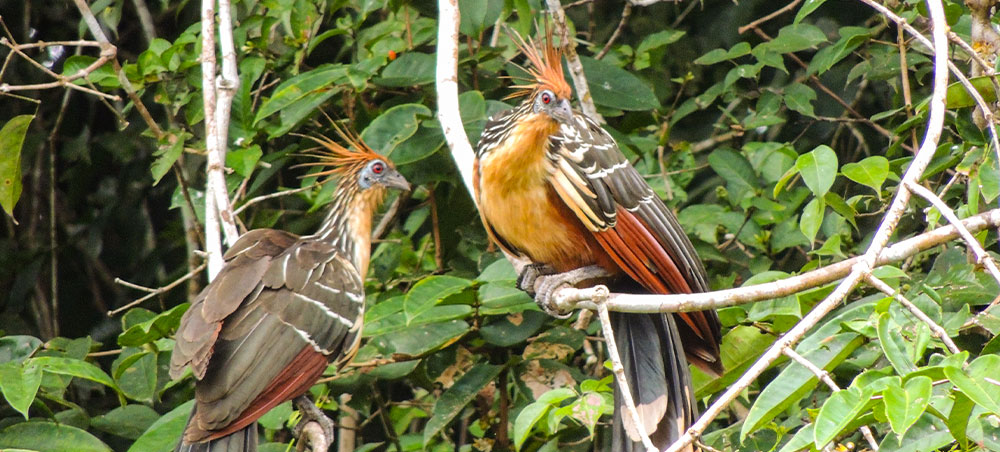 Hoatzins perched among riverside vegetation in the Peruvian Amazon.