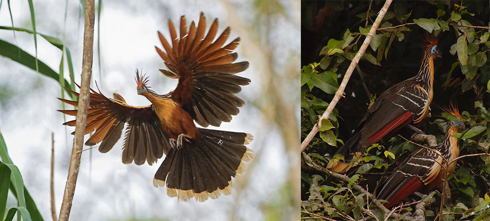 Hoatzins moving through the flooded forest of the Peruvian Amazon.