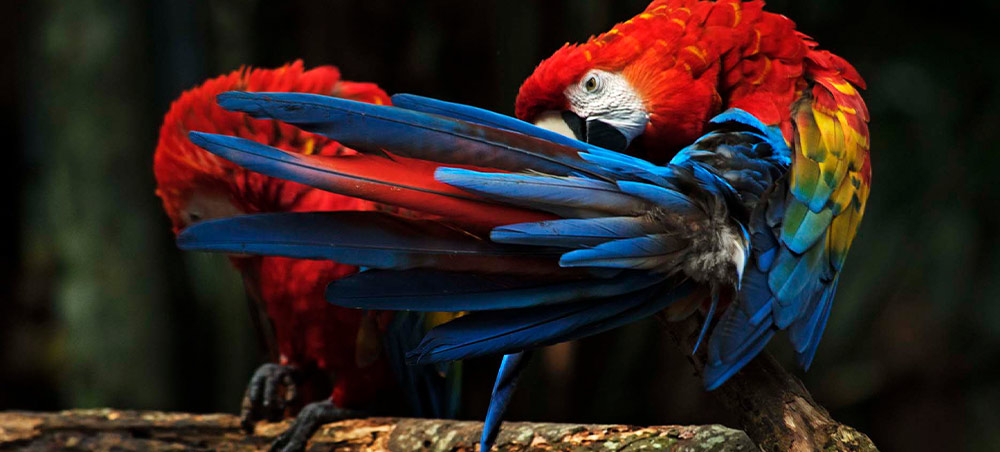 Scarlet macaws perched in the canopy of the Peruvian Amazon.