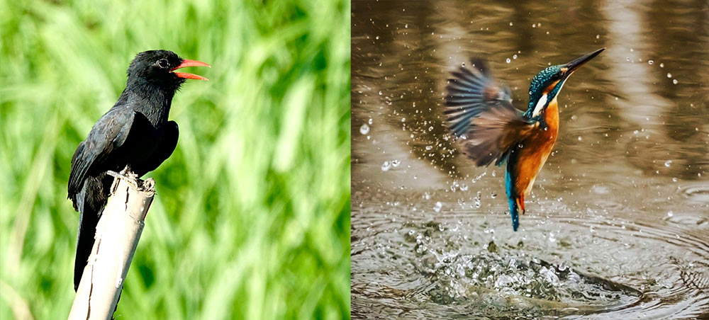 Amazon kingfisher diving into the water while another riverside bird watches nearby.