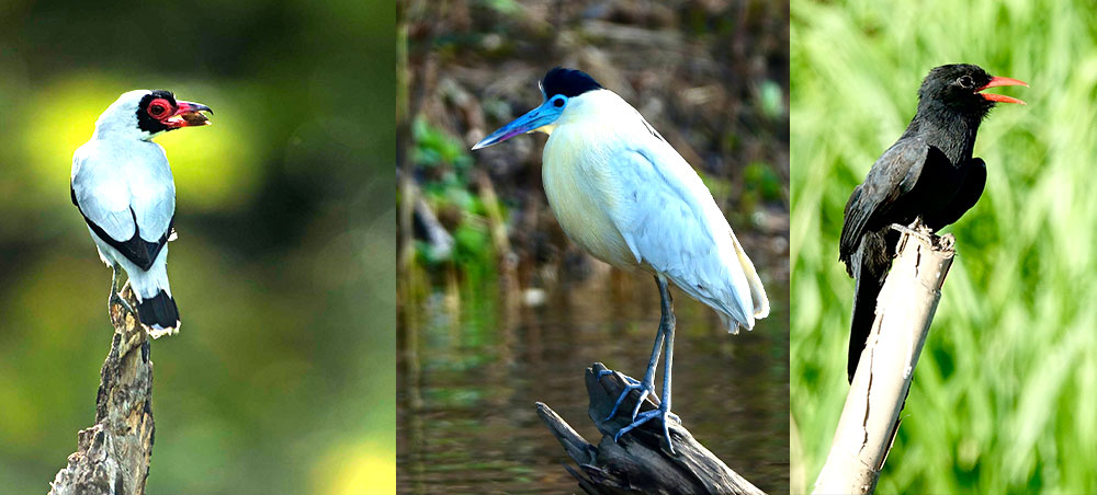 Three bird species found in the Peruvian Amazon, showcasing the biodiversity of Pacaya Samiria National Reserve.