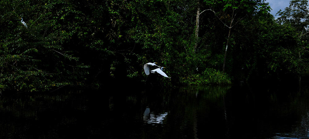 Great egrets flying over a blackwater river at dawn in the Peruvian Amazon.