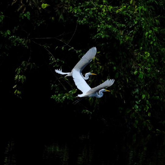 BIRDWATCHING IN THE PERUVIAN AMAZON: MACAWS, PARROTS, AND THE LANGUAGE OF THE CANOPY