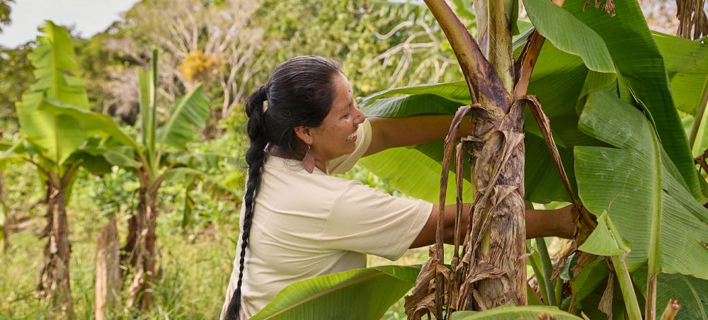 BioRest participant caring for plants in an Amazonian agroforestry parcel