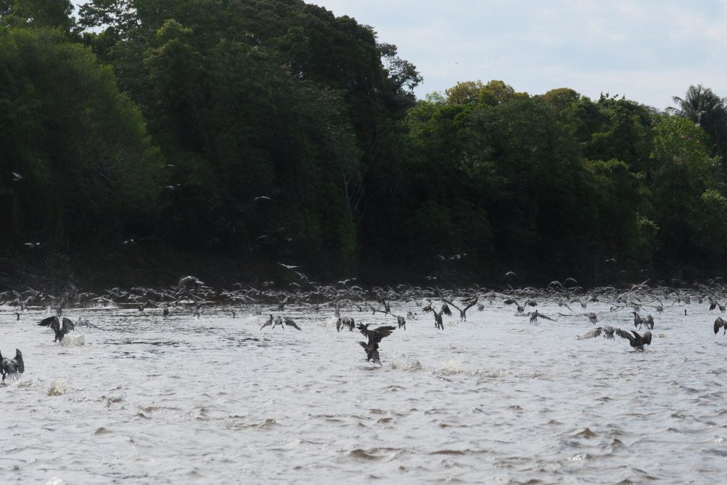 Large flock of waterbirds flying over an Amazon River tributary