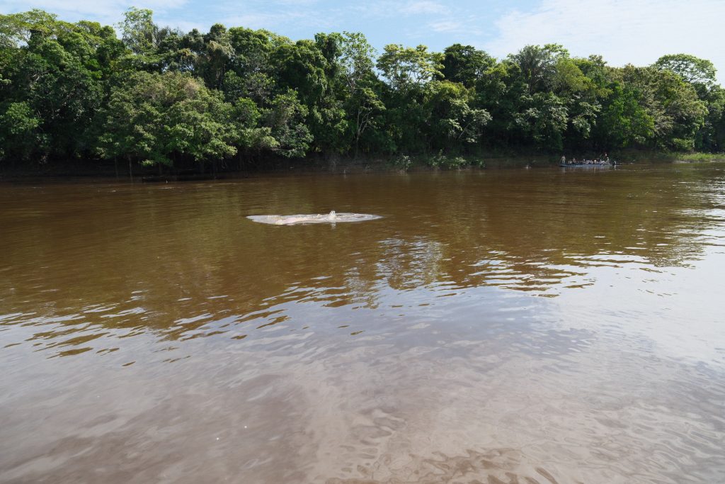 Pink river dolphin surfacing near a skiff in the Peruvian Amazon