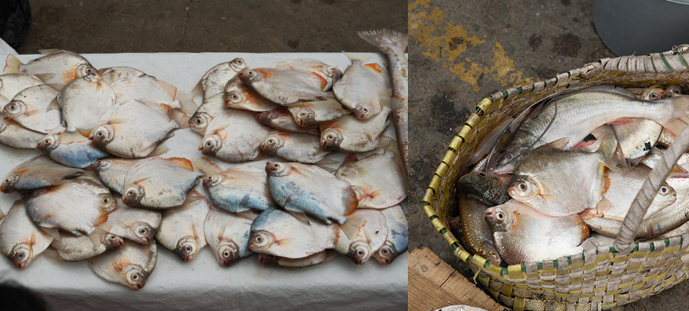 Fresh Amazonian fish displayed at a market in Iquitos
