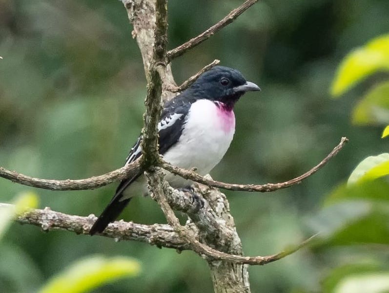 The Purple throated Cotinga